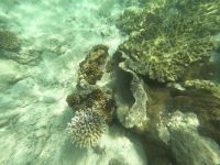 170.03 – Australien, Great Barrier Reef