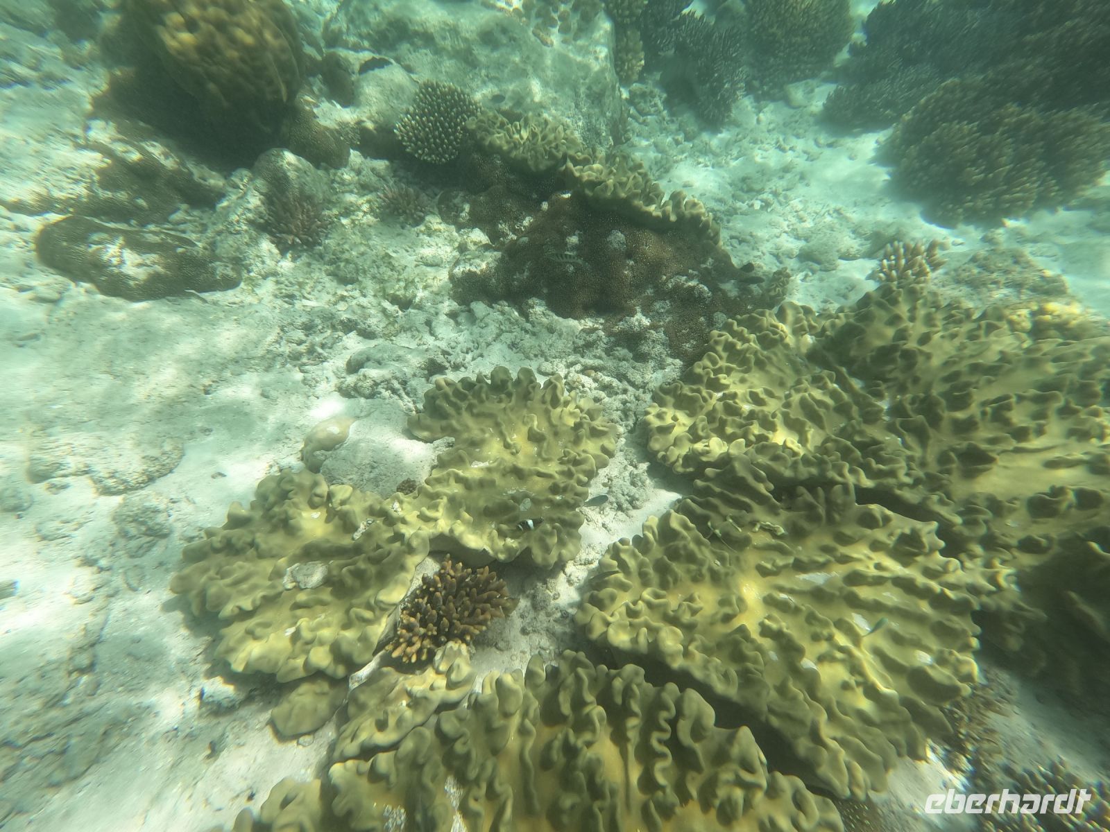 170.05 – Australien, Great Barrier Reef