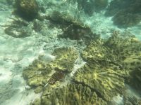 170.05 – Australien, Great Barrier Reef