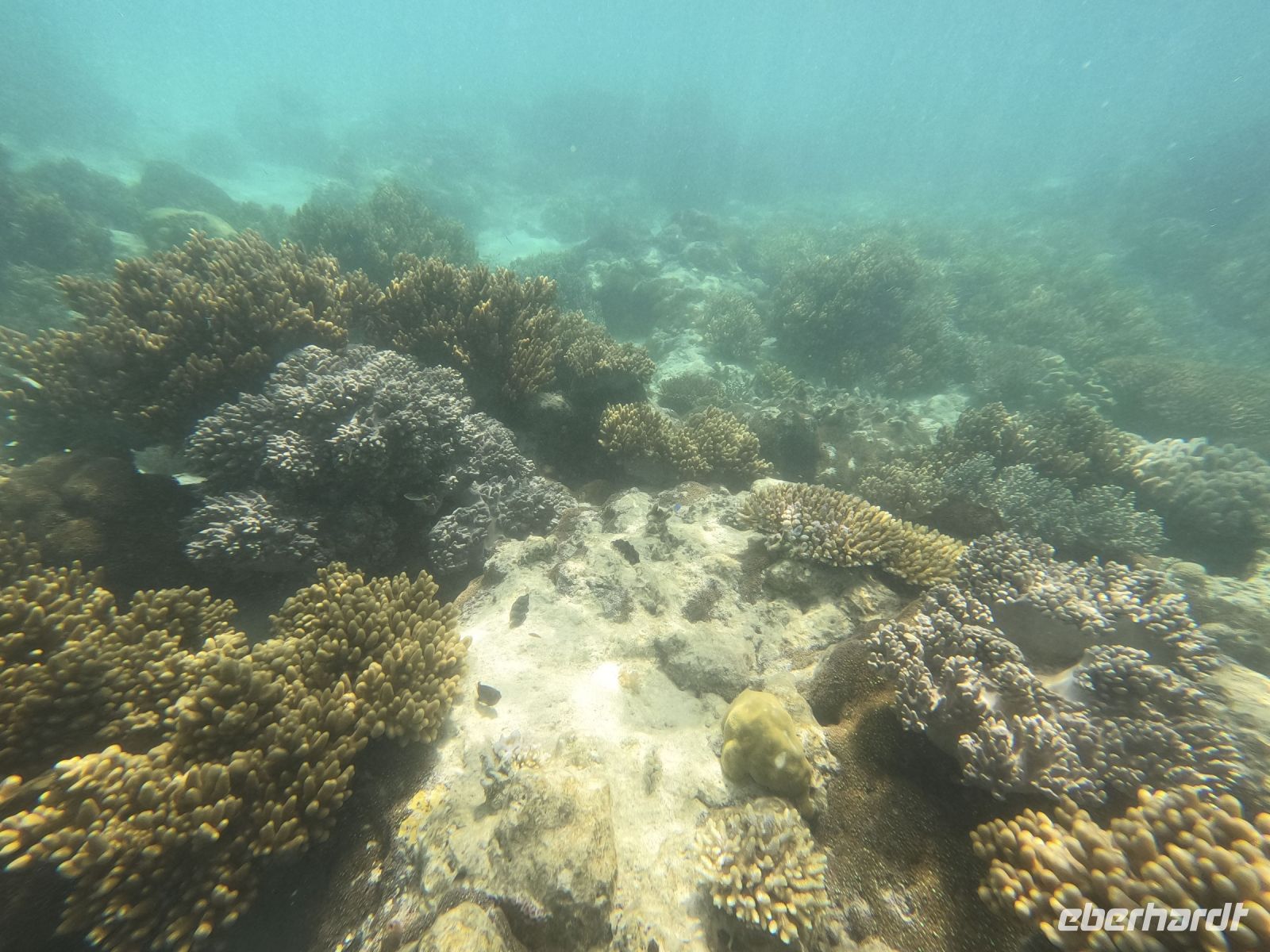 170.07 – Australien, Great Barrier Reef