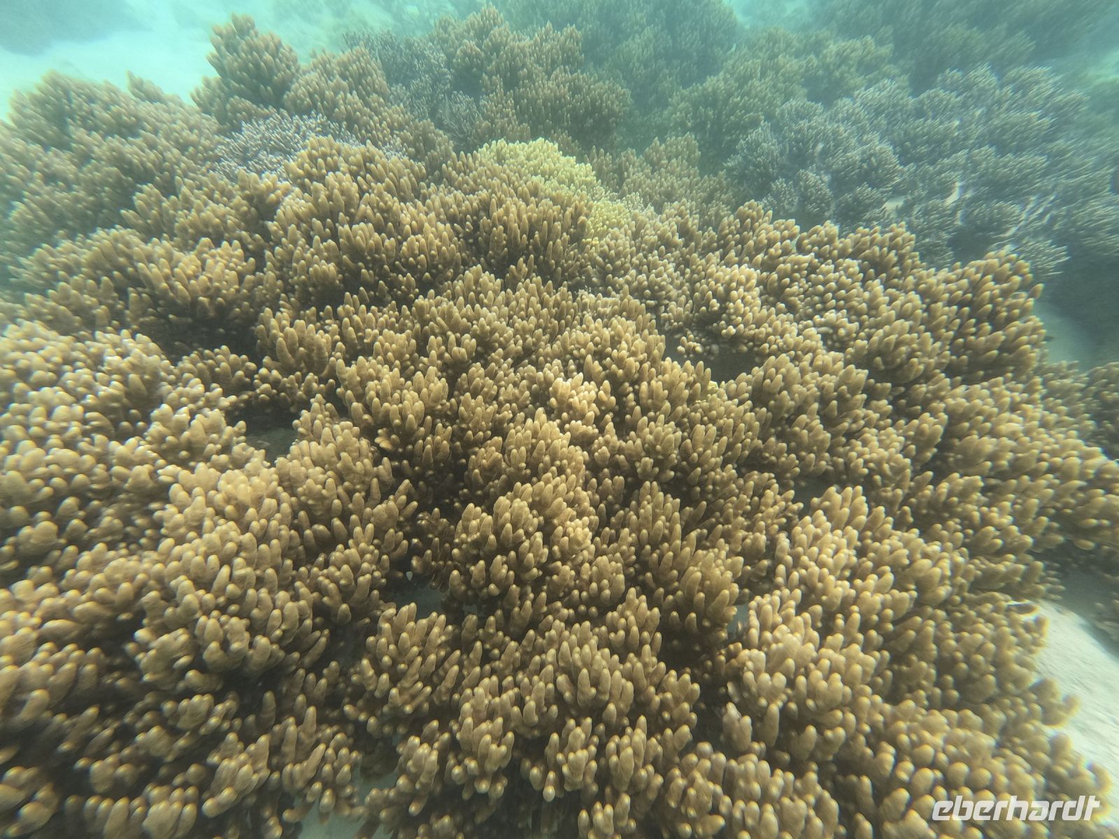 170.08 – Australien, Great Barrier Reef