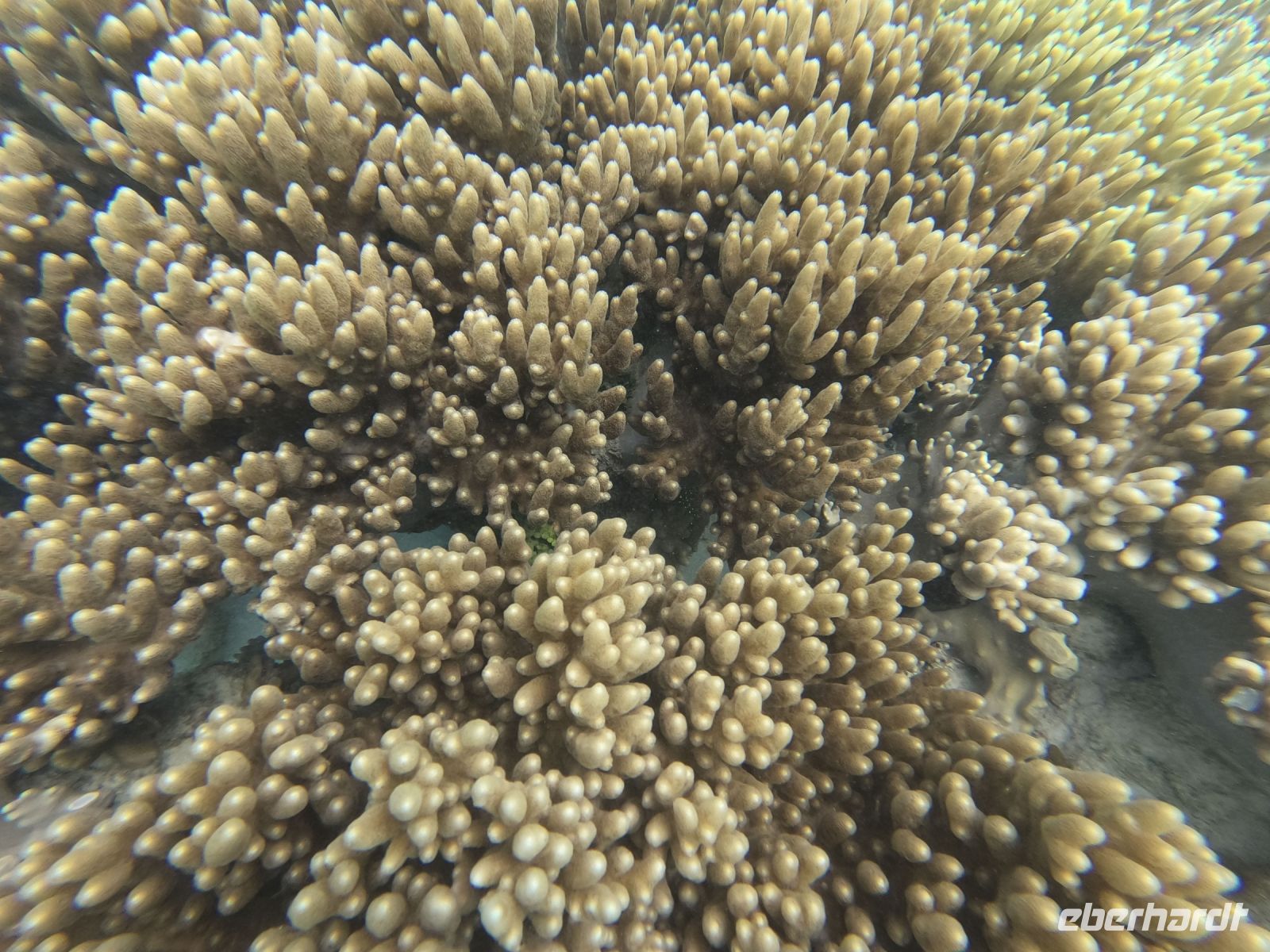 170.09 – Australien, Great Barrier Reef