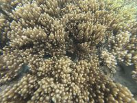 170.09 – Australien, Great Barrier Reef