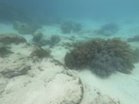 170.10 – Australien, Great Barrier Reef