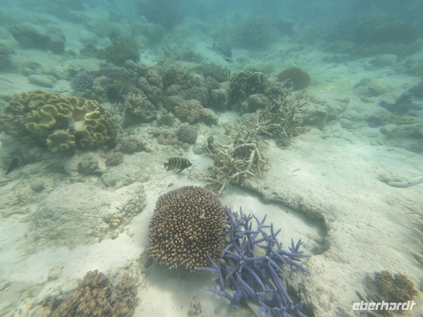 170.11 – Australien, Great Barrier Reef