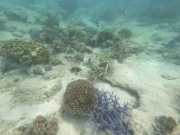 170.11 – Australien, Great Barrier Reef