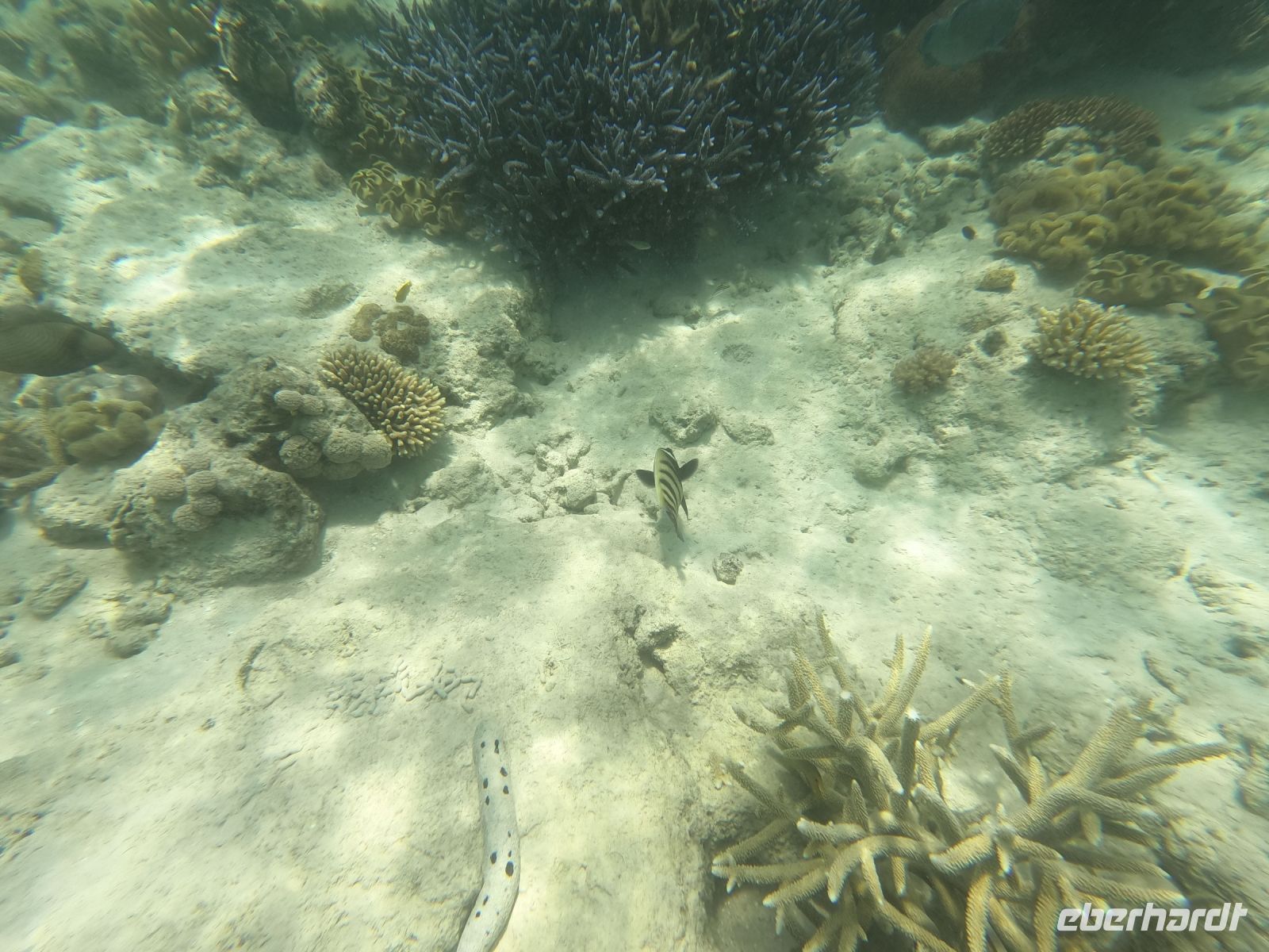 170.13 – Australien, Great Barrier Reef