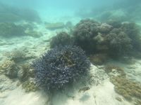 170.14 – Australien, Great Barrier Reef