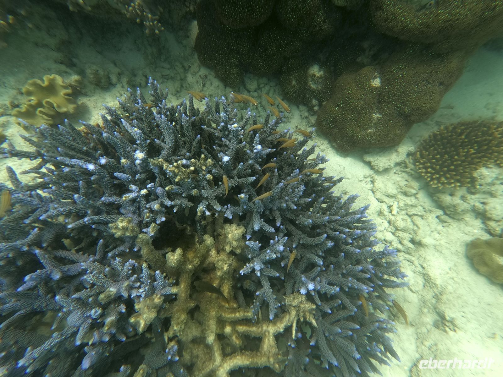 170.17 – Australien, Great Barrier Reef