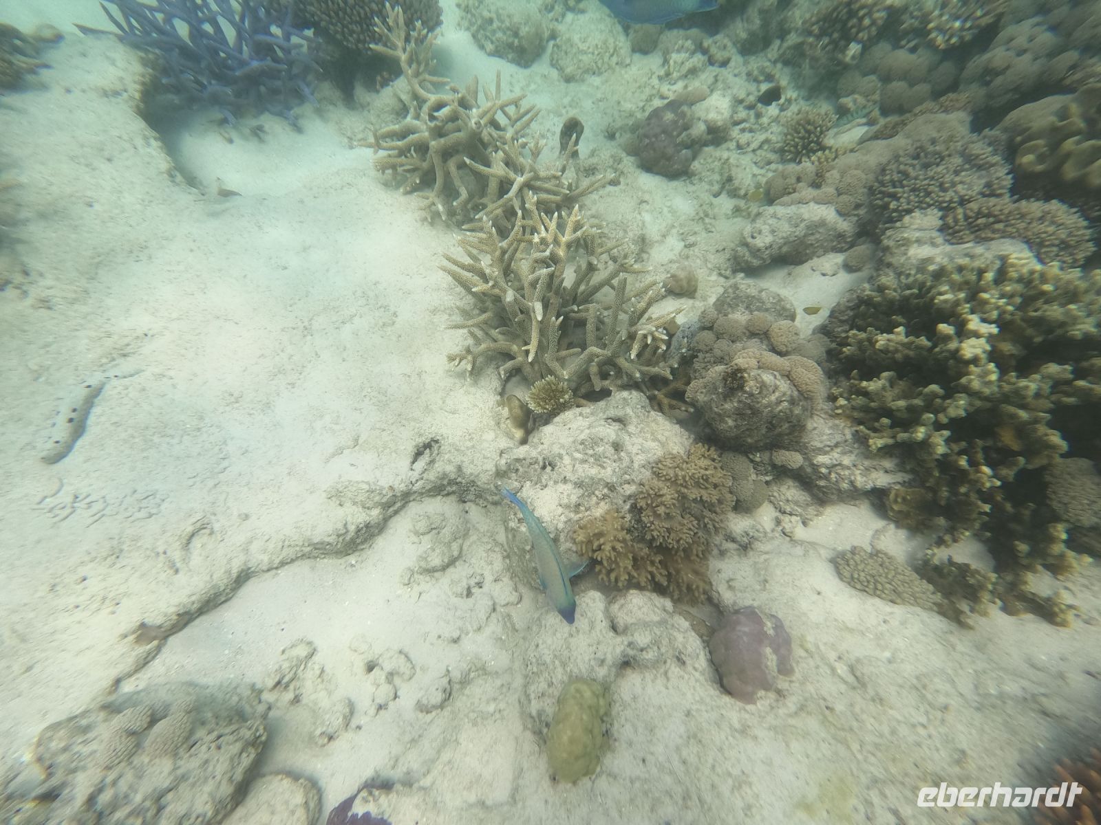 170.18 – Australien, Great Barrier Reef