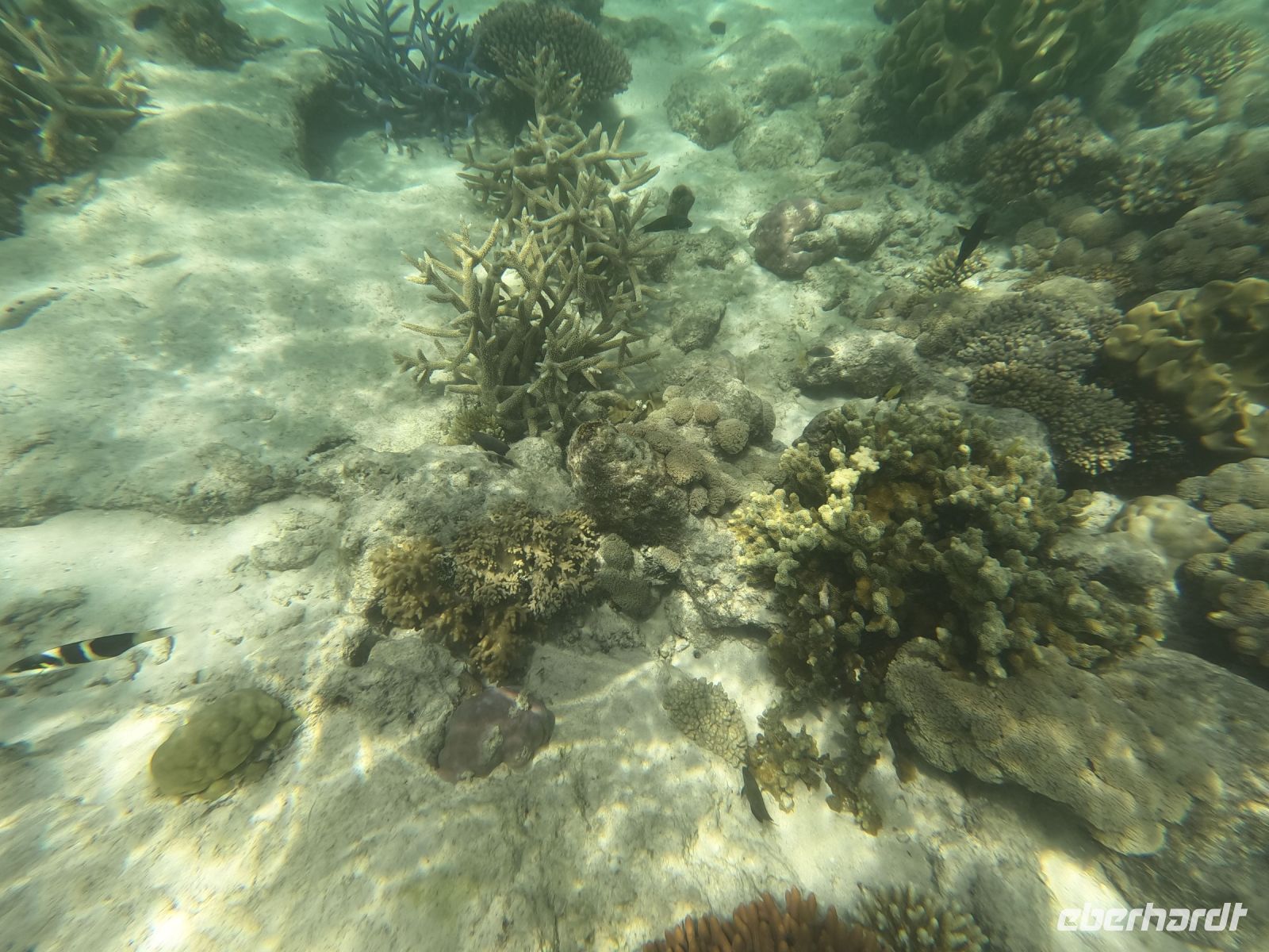 170.20 – Australien, Great Barrier Reef