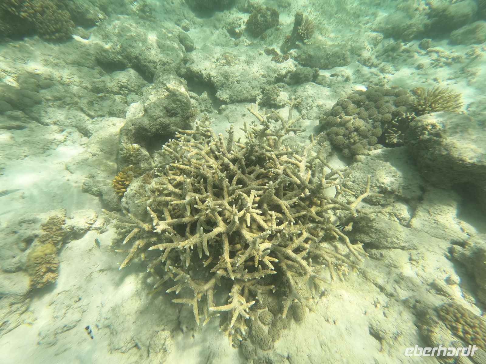 170.21 – Australien, Great Barrier Reef