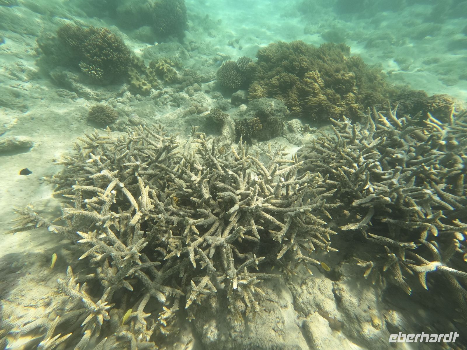 170.23 – Australien, Great Barrier Reef