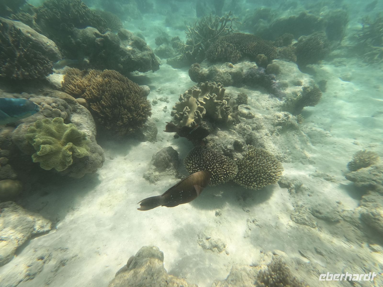 170.30 – Australien, Great Barrier Reef