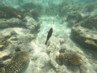 170.31 – Australien, Great Barrier Reef