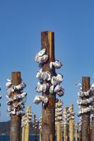 191 – Australien, Sydney