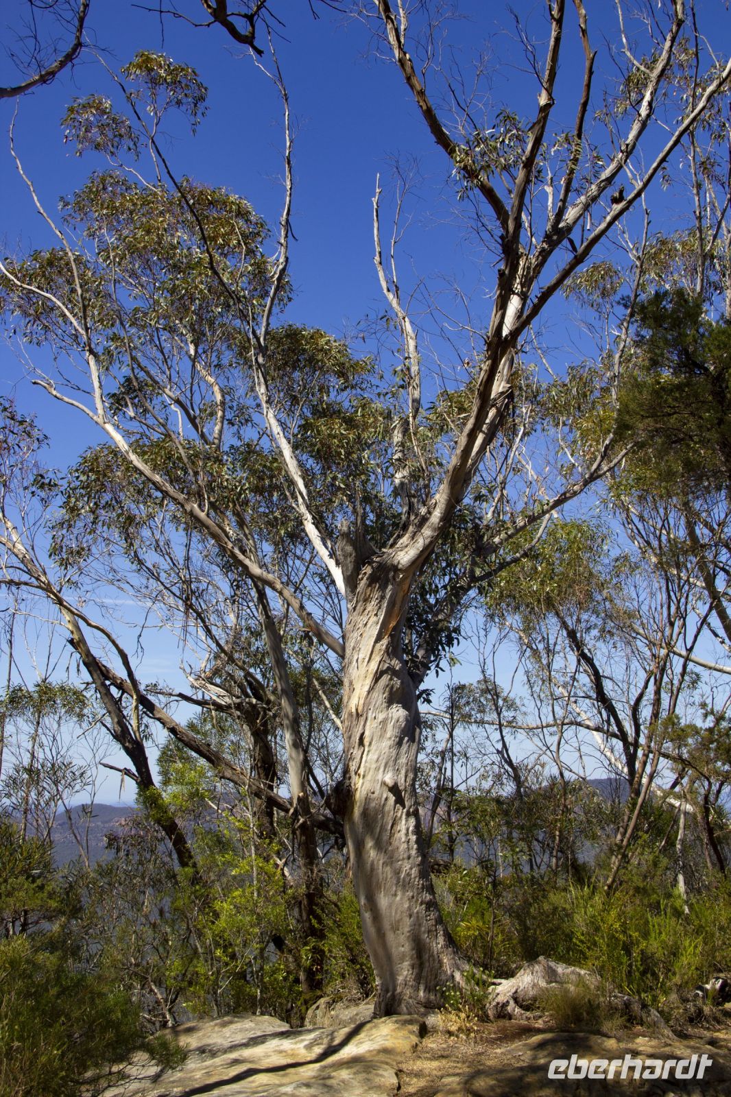206 – Australien, Blue Mountains