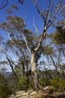 206 – Australien, Blue Mountains