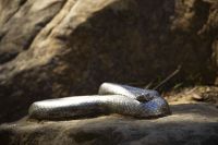 207 – Australien, Blue Mountains