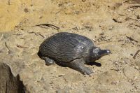 210 – Australien, Blue Mountains