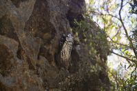 212 – Australien, Blue Mountains