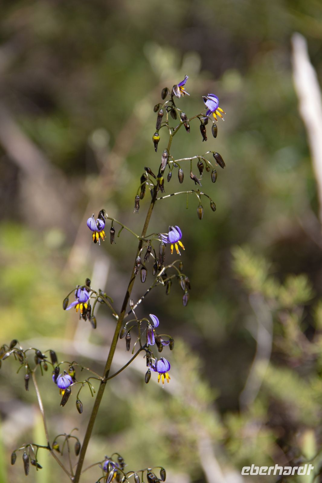 214 – Australien, Blue Mountains