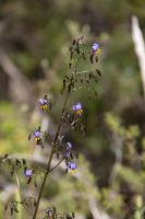 214 – Australien, Blue Mountains