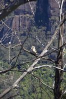 216 – Australien, Blue Mountains