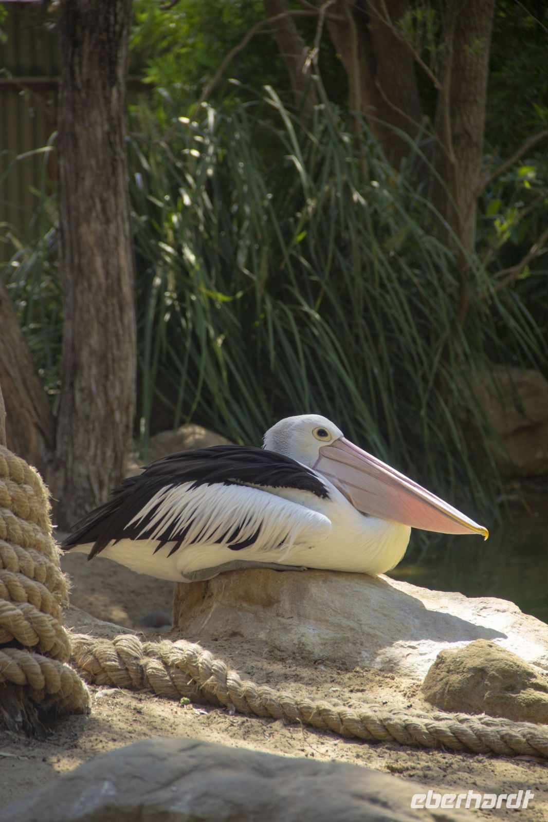 217 – Australien, Featherdale Wildlife Park