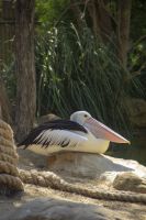 217 – Australien, Featherdale Wildlife Park