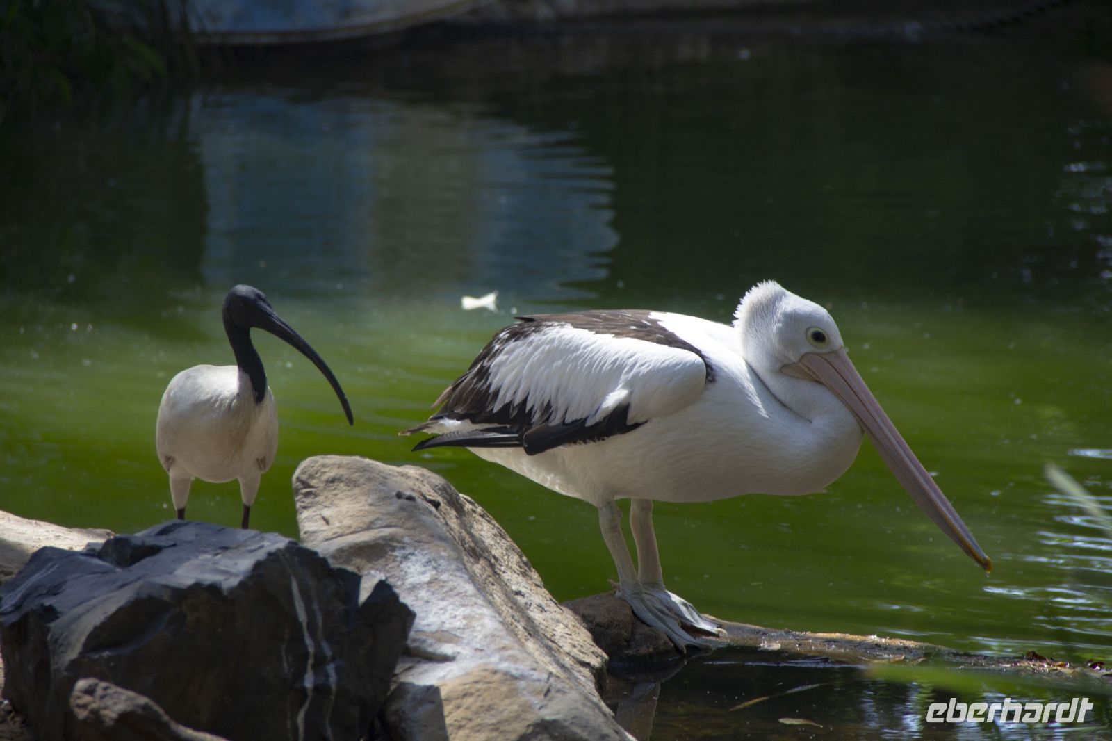 218 – Australien, Featherdale Wildlife Park