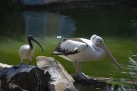 218 – Australien, Featherdale Wildlife Park