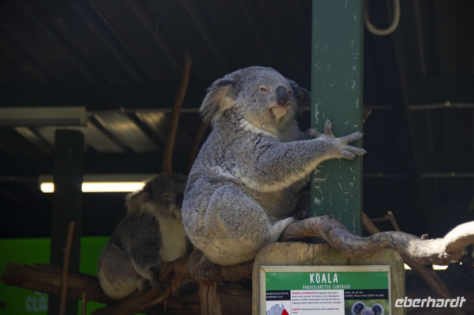 219 – Australien, Featherdale Wildlife Park