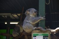 219 – Australien, Featherdale Wildlife Park