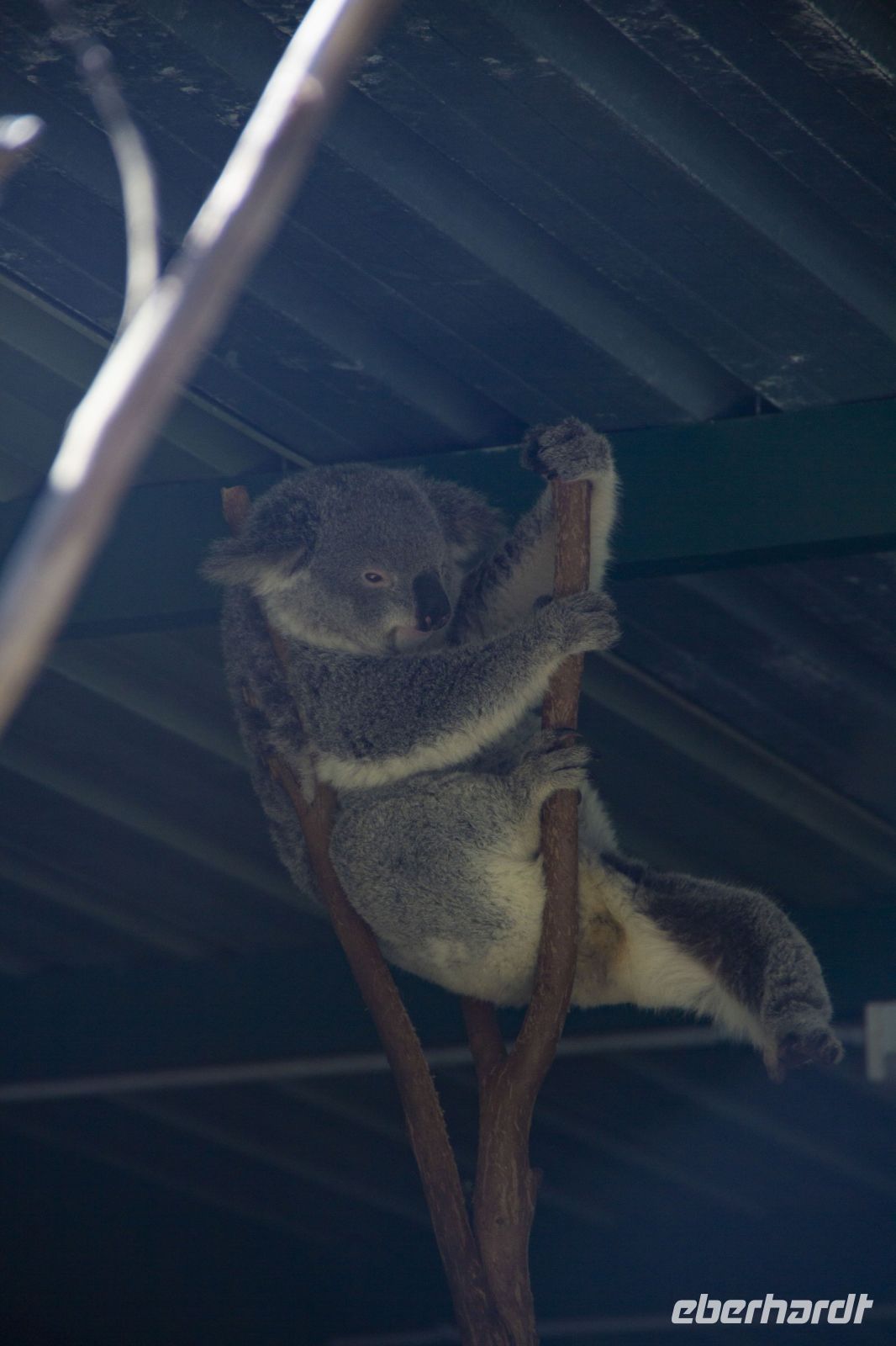 220 – Australien, Featherdale Wildlife Park