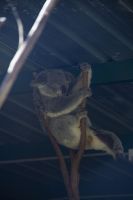 220 – Australien, Featherdale Wildlife Park