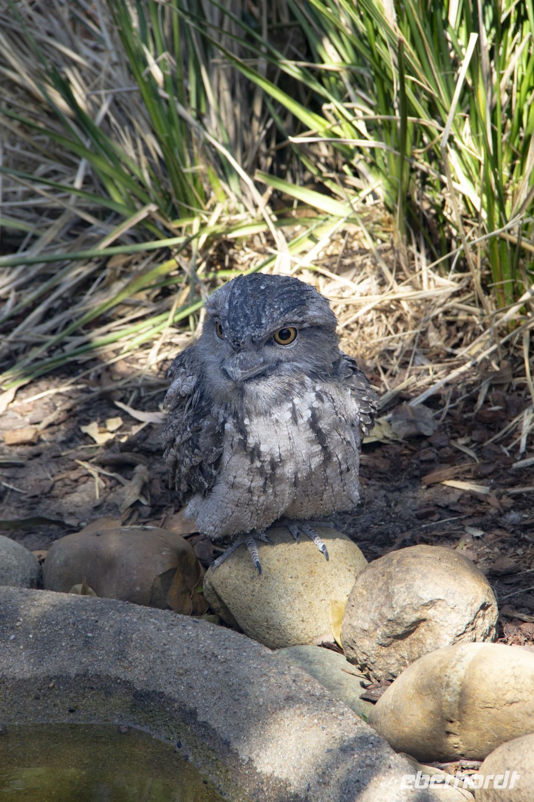 221 – Australien, Featherdale Wildlife Park