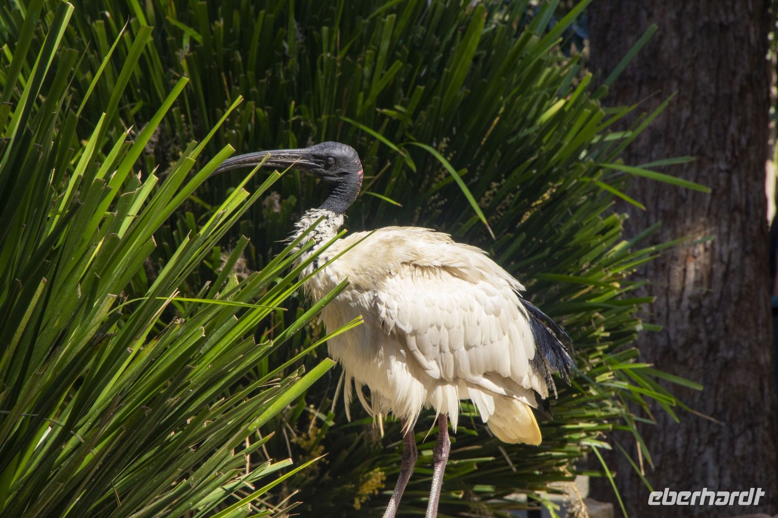 222 – Australien, Featherdale Wildlife Park