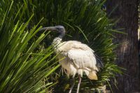 222 – Australien, Featherdale Wildlife Park