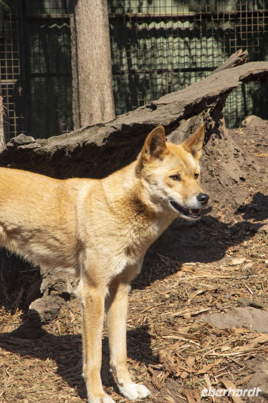 223 – Australien, Featherdale Wildlife Park