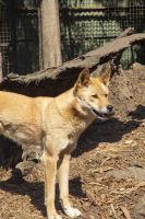 223 – Australien, Featherdale Wildlife Park