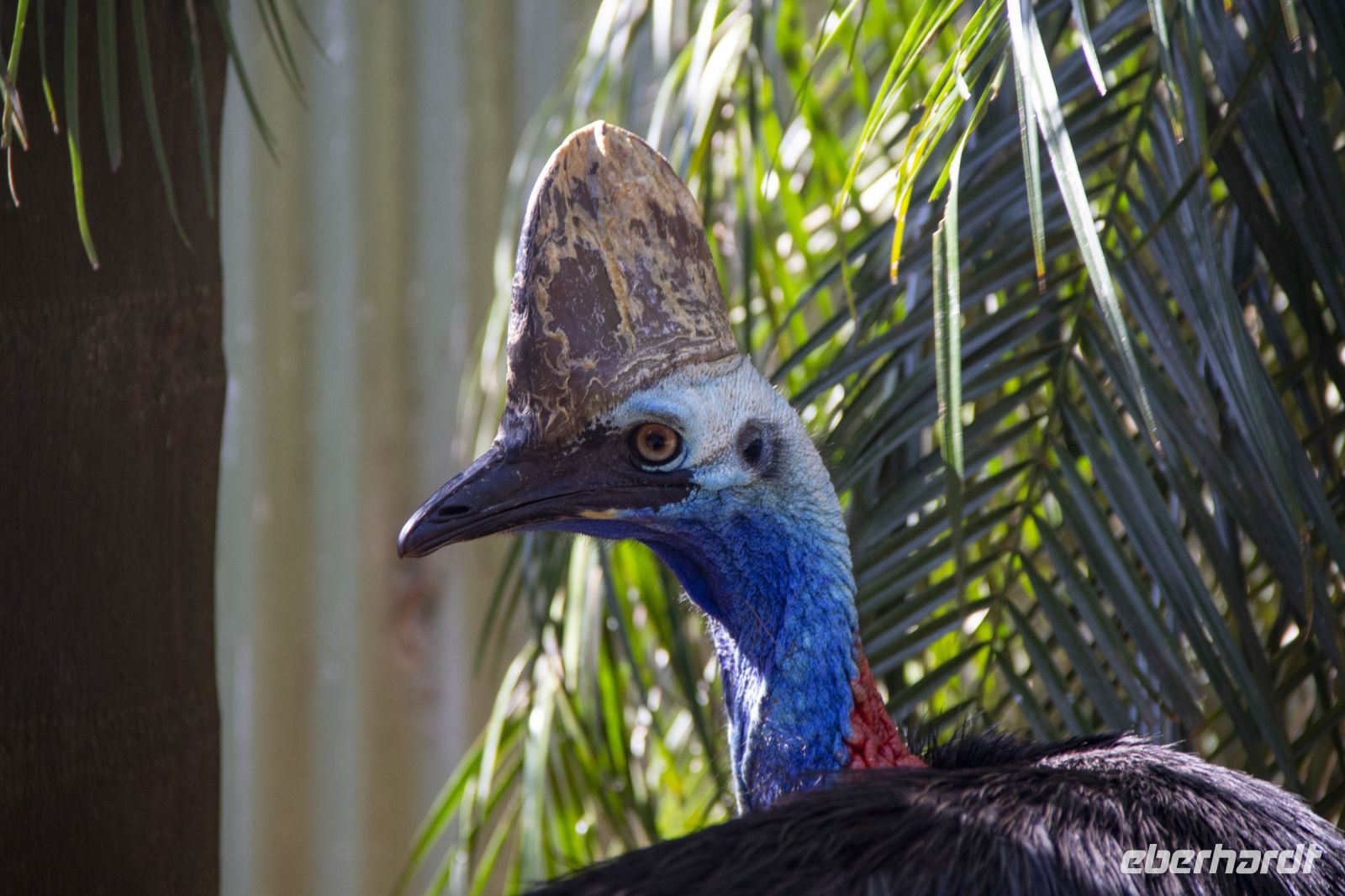 224 – Australien, Featherdale Wildlife Park