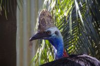 224 – Australien, Featherdale Wildlife Park