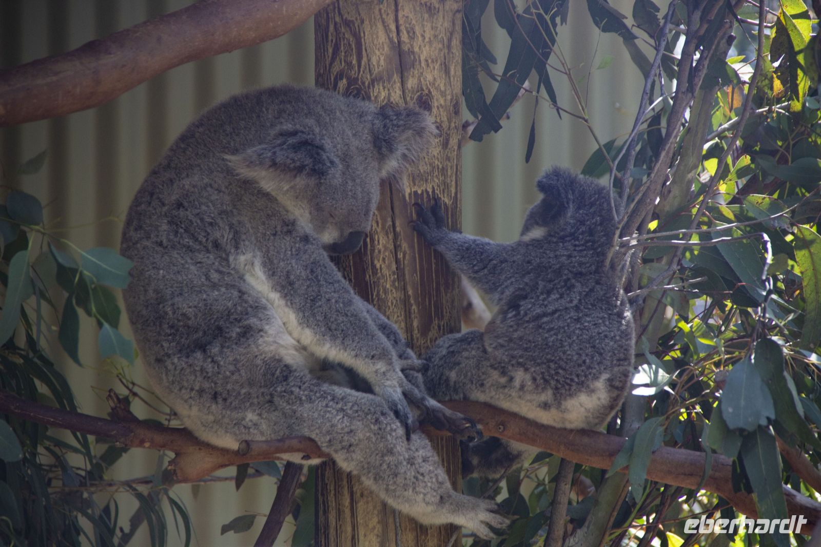 225 – Australien, Featherdale Wildlife Park