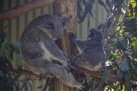 225 – Australien, Featherdale Wildlife Park