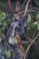 226 – Australien, Featherdale Wildlife Park