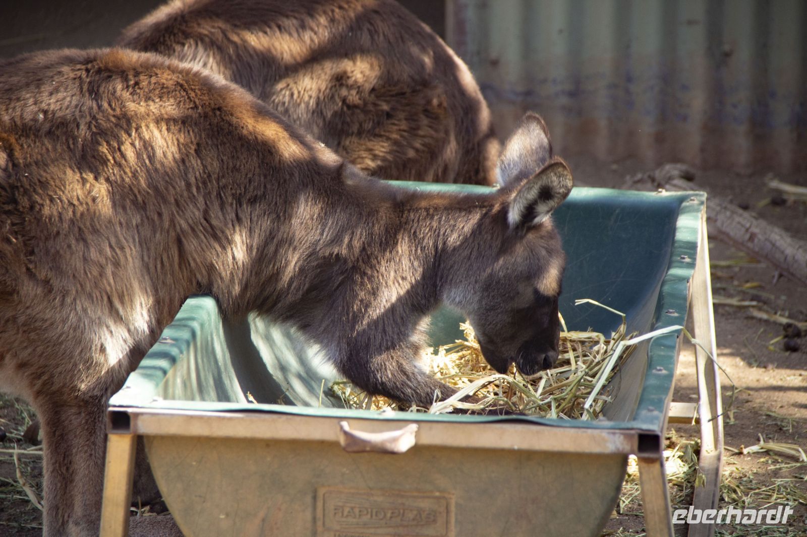 228 – Australien, Featherdale Wildlife Park