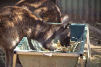 228 – Australien, Featherdale Wildlife Park