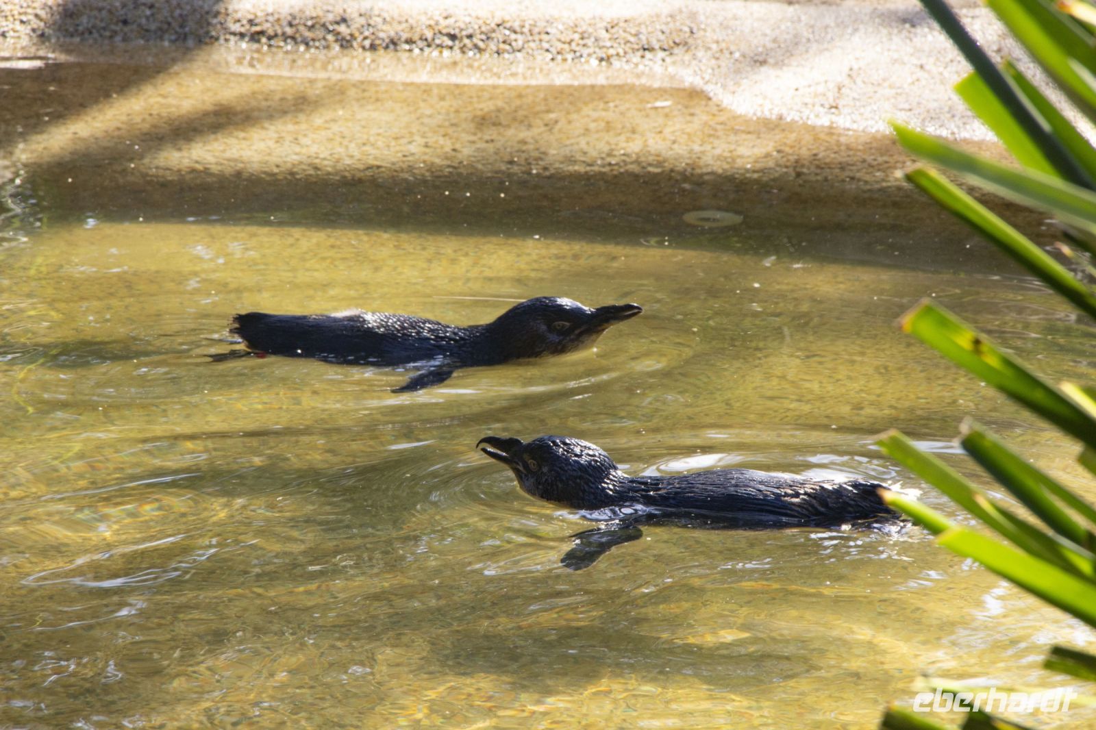 229 – Australien, Featherdale Wildlife Park