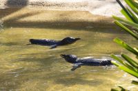 229 – Australien, Featherdale Wildlife Park